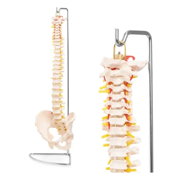 4Fizjo 1071 Human Spine with Pelvis Anatomical Model 1:1