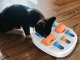 Educational Logic Game and Chew Toy for Dogs, 34x34 cm