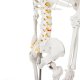 Анатомическая модель скелета человека 170 см, на подставке | Anatomical...