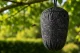 Wasp and Hornet Repellent - Decoy Nest Wespinator