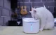 Petoneer Fresco Ultra Smart Pet Water Fountain, 2L