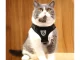 Soft Harness with Leash for Dogs and Cats, Reflective, Black, XS