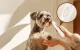 LED Pet Trimmer Rojeco RTMQT50-02 Ceramic Blade
