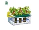Vegetable Growing Box Set KLASIKA GARDEN BASIC
