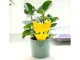 Yellow Sticky Traps for Plants Against Fungus Gnats and Insects, 12 pcs