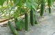 Weed Control Film for Cucumbers with Holes 1 × 10 m, Black
