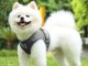 Soft Harness with Leash for Dogs and Cats, Reflective, Size S, Grey