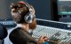 Oneodio Pro 50 Wired Headphones, Grey