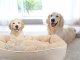 Soft Plush Pet Bed for Dogs and Cats, 60x50 cm, Beige