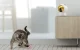 Smart Laser for Dogs and Cats Petoneer Smart Dot