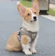 Pressure-Free Harness with Leash for Cats and Small Dogs, Size M, Grey