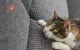 Smart Laser for Dogs and Cats Petoneer Smart Dot