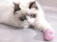 Interactive Pet Toy, LED Ball for Cats & Dogs, USB Rechargeable