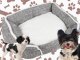Soft and Comfortable Dog Bed with Cushion, Size M
