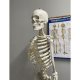 Anatomical model of the human skeleton 170 cm, on a stand