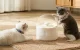 Catlink Pure Smart Pet Water Fountain