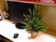 Small Artificial Christmas Tree 50cm Mini Tabletop Desk Decoration