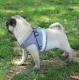 Pressure-Free Harness with Leash for Cats and Small Dogs, Size M, Grey