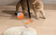 Rojeco Interactive Cat Ball RWJ-12, Orange