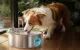 Smart Pet Water Fountain Oneisall PWF-002 7L Stainless Steel Dispenser