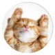 Popsockets 2 Snoozy Cat Holder and Phone Stand