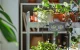 RainPoint IK149 Automatic Potted Plant Watering Kit