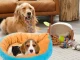 Soft Plush Bed for Dogs and Cats, Leaf Shape