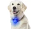 Rechargeable LED Dog Collar Light for Night Walking, USB Clip-On Safety Pendant