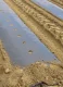 Weed Control Film for Strawberries with Holes 1.2 × 10 m, Black