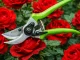 DIVODV Garden Pruning Shears for Branches and Shrubs, 22 cm, Green