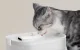 Pet Water Fountain Petlibro Dockstream with Wireless Pump 2.5L