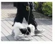 Purlov Retractable Dog Leash, 5m / 15kg, Black/Yellow