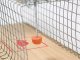 Large Humane Rat Trap XL Live Animal Cage for Rodents and Mice