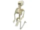 Human Skeleton Hanging 40Cm Halloween Decoration Artificial