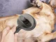 Self Cleaning Slicker Brush for Dogs and Cats for Shedding and Grooming, black