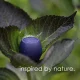 Boompods Zero Portable Bluetooth Speaker, Navy Blue