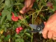 Garden Pruning Shears / Hand Secateurs for Branches and Shrubs, Orange