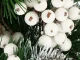 Frosted White Rowan Berries for Christmas Decoration, 5 pcs