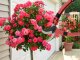 Garden pruner for grafting trees and shrubs red, 18x11 cm