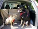 Car Seat Belt for Dogs and Cats, Adjustable