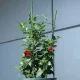 Ring Plant Support 60 cm