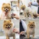 Grooming Kit Haircut Scissors for Dogs and Cats + Accessories