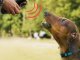 Ultrasonic Anti-barking Device Electronic Dog Repellent Dog Training Device