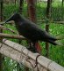 Plastic Raven Bird Repellent 38cm