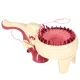 Kids Knitting Machine Set with 5 Yarns KX3147