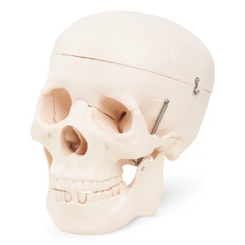 4FIZJO Human Skull Anatomical Model 1:1 Scale