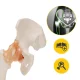 4Fizjo 1253 Anatomical Hip Joint Model with Ligaments, 1:1, White