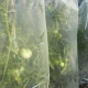 Tubular Tomato Ripening Film MR. TOMATO, 0.6 x 10 m, Yellow