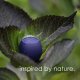 Boompods Zero Portable Bluetooth Speaker, Navy Blue