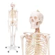 4Fizjo Human Skeleton Anatomical Model 180 cm